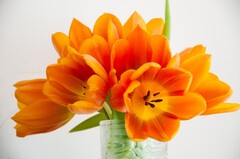 Новость: Поздравление с Международным женским днем